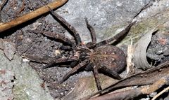 Mituliodon tarantulinus