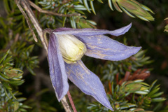 Clematis alpina