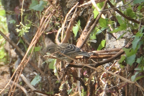 Serín canario (Serinus canaria)