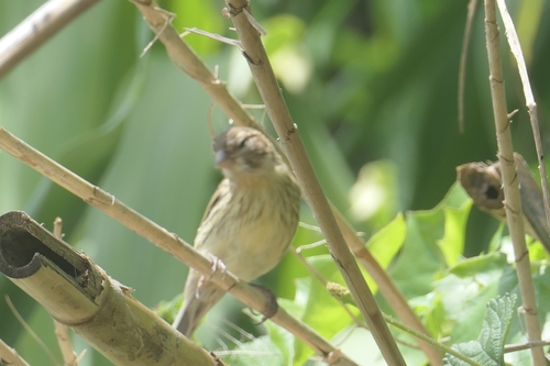 Serín canario (Serinus canaria)