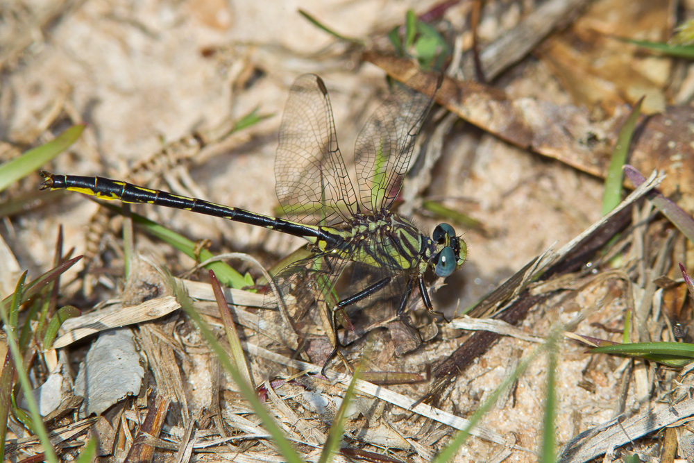 Westfall's Clubtail