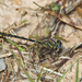 Phanogomphus westfalli - Photo (c) Greg Lasley, alguns direitos reservados (CC BY-NC), uploaded by Greg Lasley