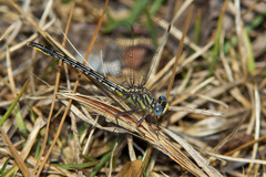 Phanogomphus westfalli