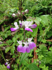 Collinsia multicolor