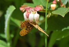 Boloria epithore