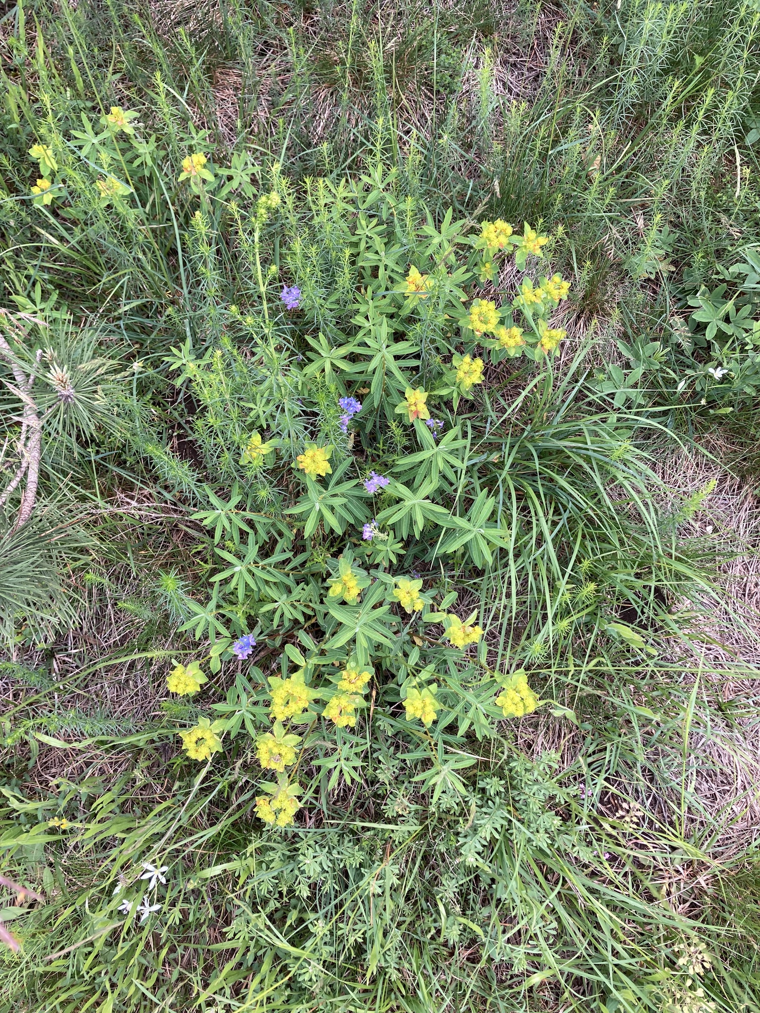 Euphorbia serpentini