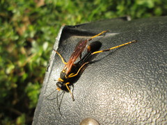 Sceliphron caementarium