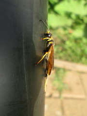 Sceliphron caementarium