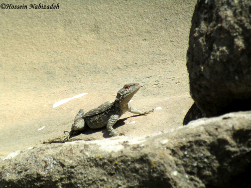 Caucasian Agama