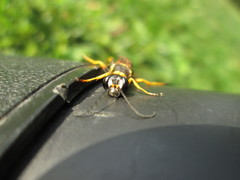 Sceliphron caementarium