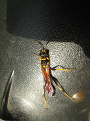 Sceliphron caementarium