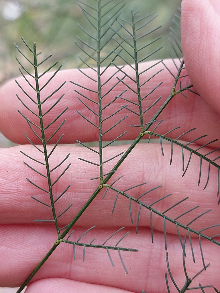 Acacia dangarensis