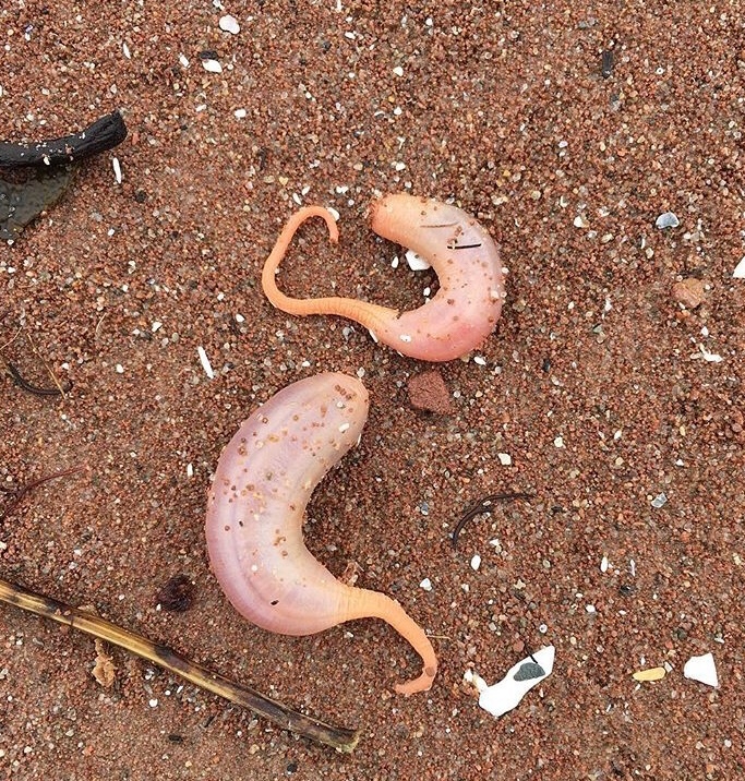 sand-dwelling fusiform sea cucumber