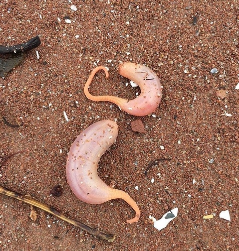 Caudina arenata
