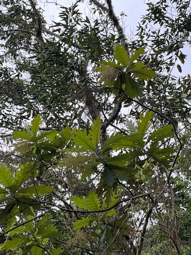 Parrotweed