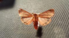Phragmatobia lineata