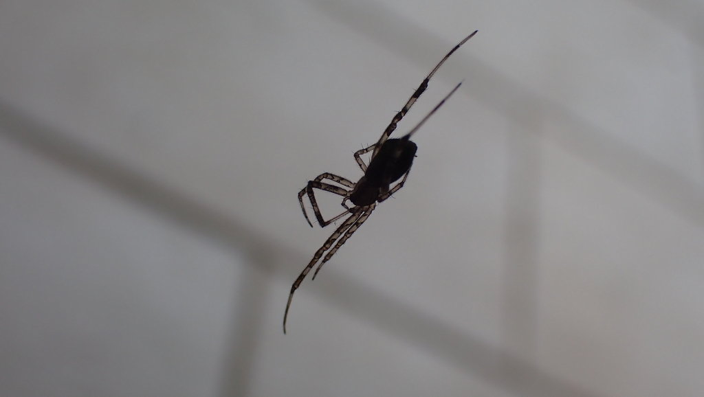 Episinus maculipes