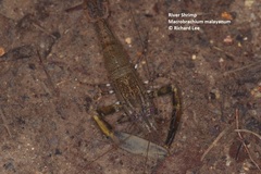 Macrobrachium malayanum