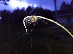 Araneus granadensis
