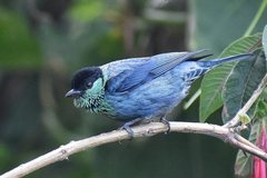 Black-Capped Tanager photo 3