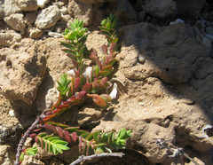 Euphorbia mesembryanthemifolia
