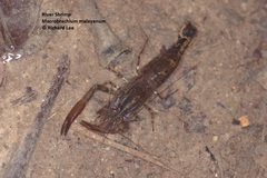 Macrobrachium malayanum