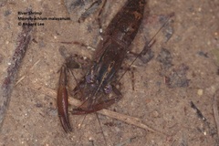 Macrobrachium malayanum