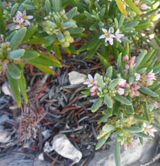 Strumpfia maritima