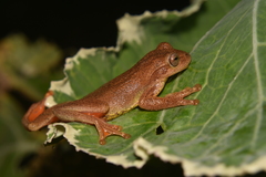 Dendropsophus bogerti