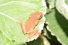 Dendropsophus bogerti