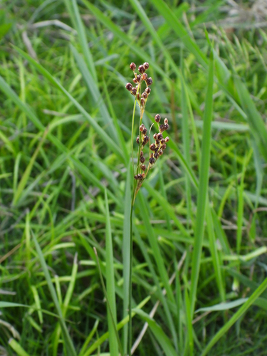 Juncus gracillimus iNat (3)
