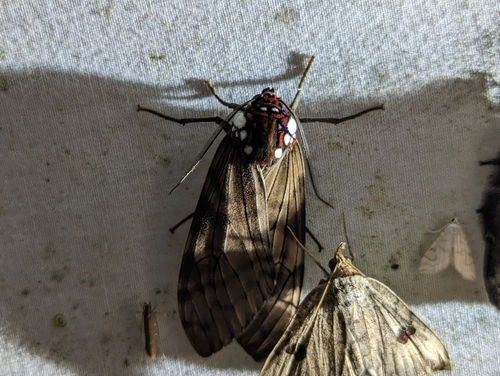 Praemastus albipuncta