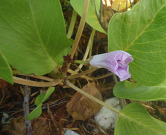Ipomoea pes-caprae
