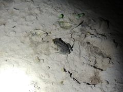 Leptodactylus macrosternum