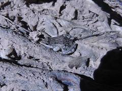 Leptodactylus latinasus