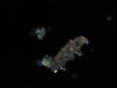 Eutardigrada