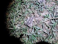 Physalaemus albonotatus