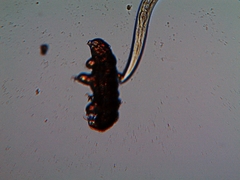Eutardigrada