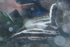 Pareques acuminatus