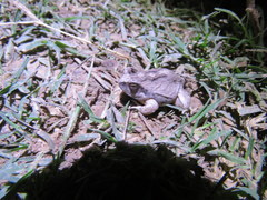 Physalaemus albonotatus