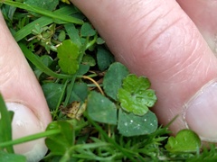 Hydrocotyle microphylla