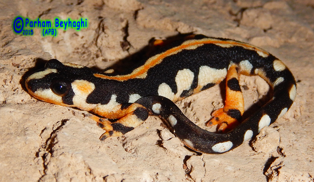 Lorestan Newt