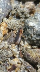 Tanystoma maculicolle