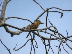 Nystalus radiatus image