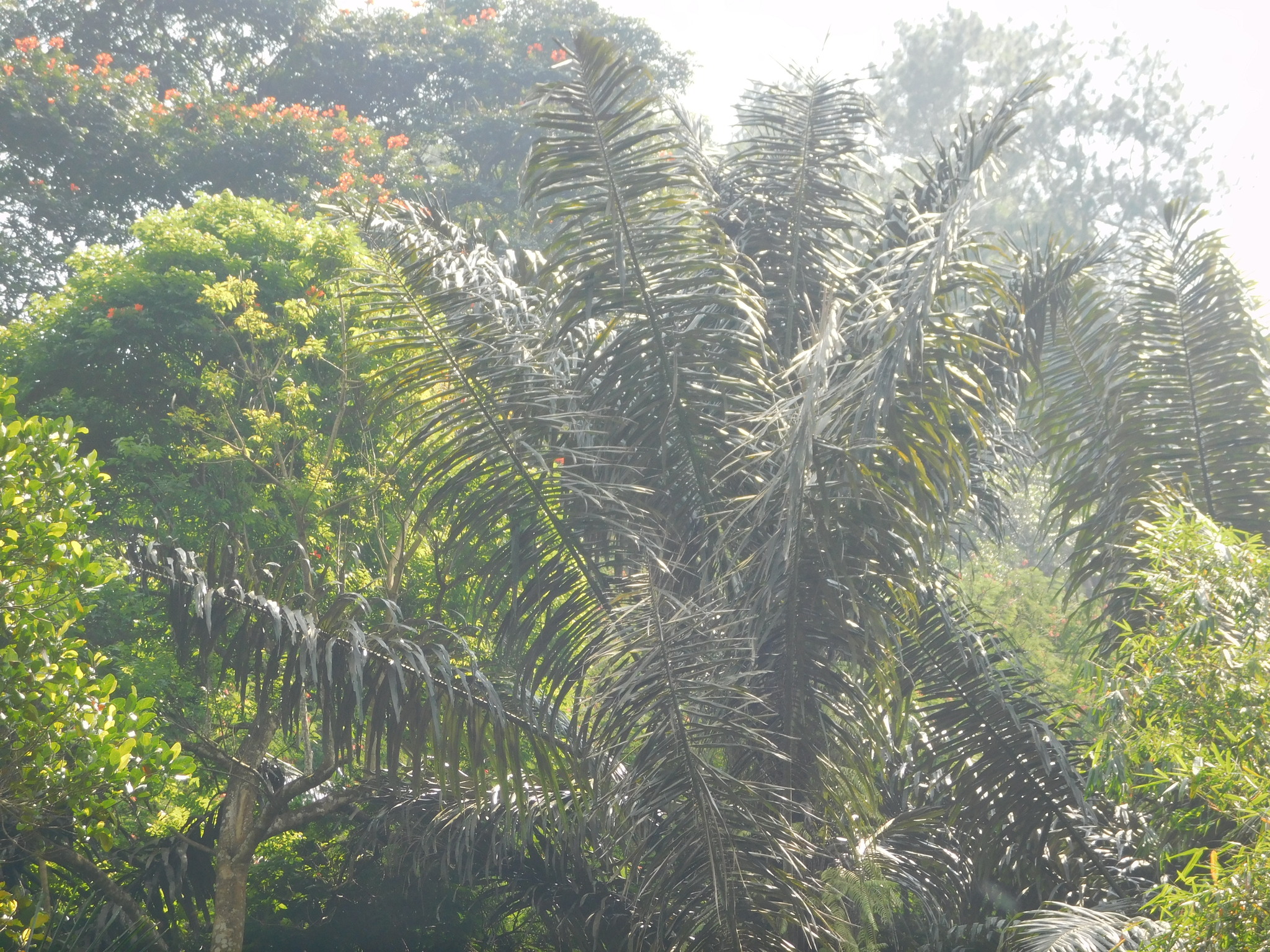 Imagem de Palmeira-sagu