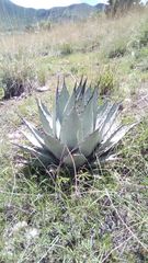 Agave applanata