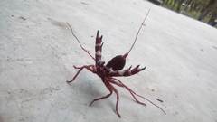 Mastigoproctus mexicanus