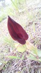 Aristolochia bracteosa