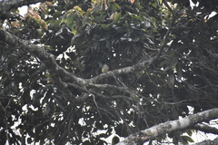 Vireo leucophrys