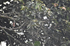 Vireo leucophrys